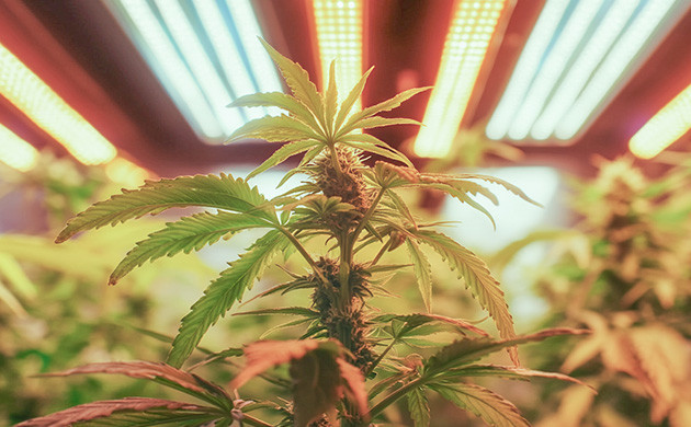 Как выбрать лампу для выращивания