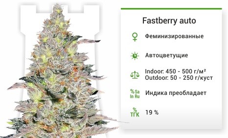 Fastberry auto fem (FastBuds)