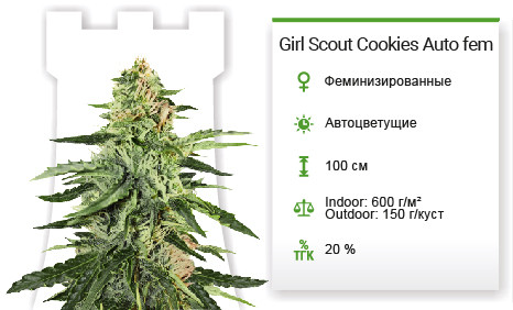 Girl Scout Cookies Auto от Original Sensible Seeds