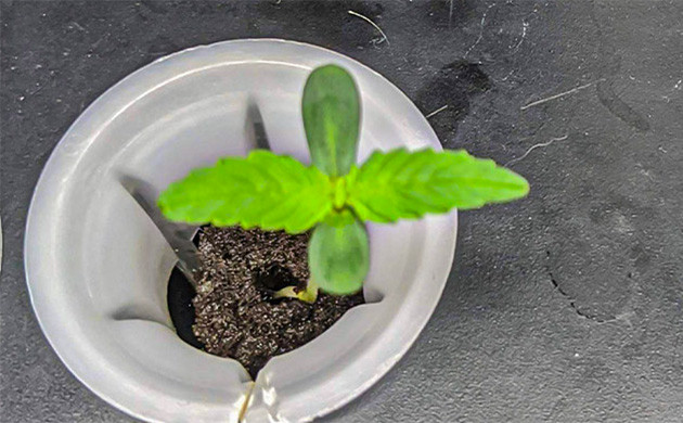 Саженец Auto Orange Bud