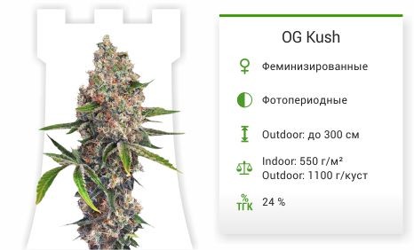 OG Kush (Dinafem Seeds)