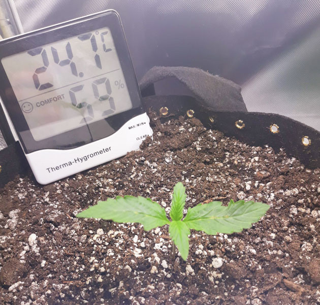 Росток Orange Sherbet Auto