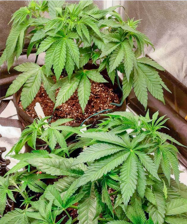 Растишки Lemon Tree от Barney's Farm на 4-5 неделе