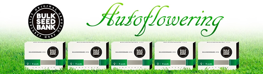 автоцвевущие сорта от Bulk Seed Bank