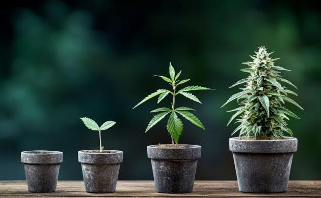 Цикл жизни конопли