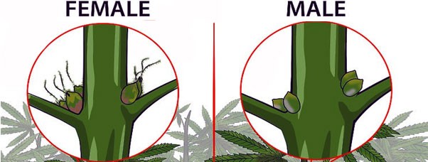 Чем отличаются мужские и женские растение конопли