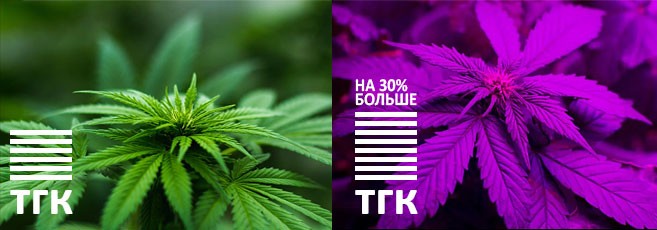 Исследования влияния ультрафиолета на уровень ТГК