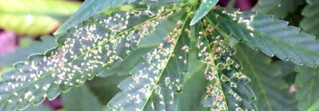 Точки на листьях каннабиса