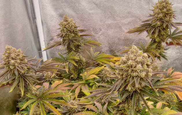 Кусты Lemon Tree от Barney's Farm на 15 неделе