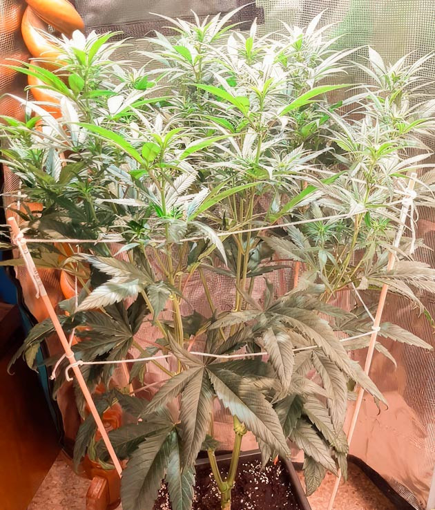 Куст Fullgas от GHS на 9 неделе