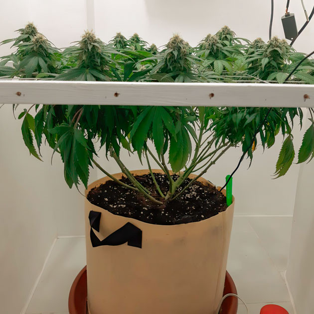 Куст Blackberry Moonrocks на 98 день