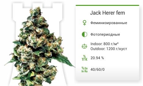 Jack Herer fem (Green House Seeds)