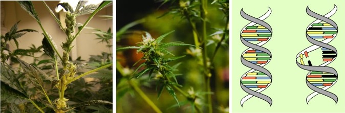 Плохая генетика