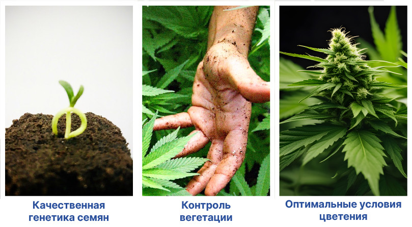 Основные условия выращивания