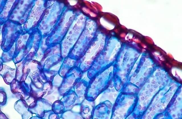 Срез листа розмарина