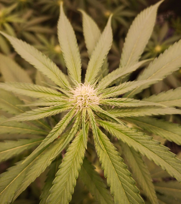 Куст Banana Punch на стадии цветения