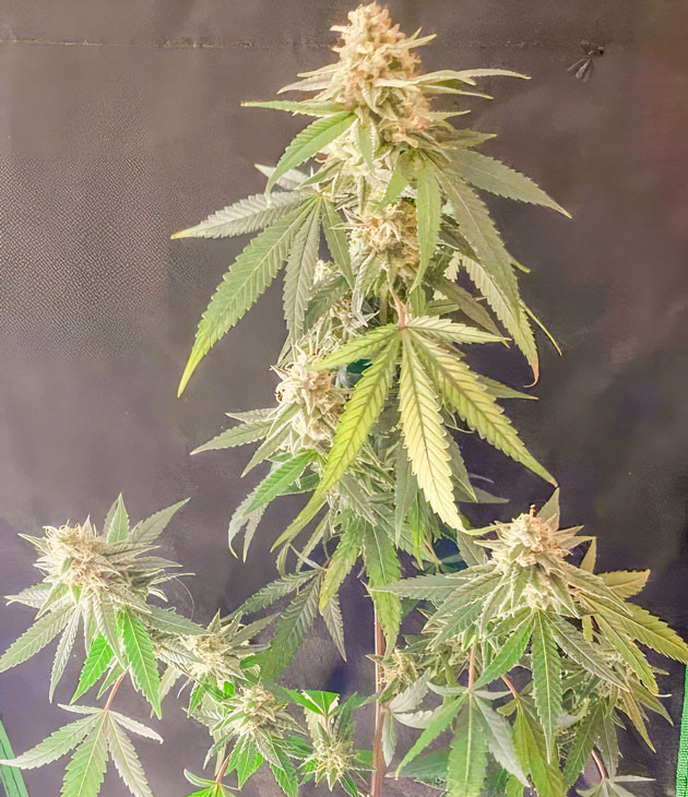 Куст Blueberry Muffin на 14 неделе выращивания