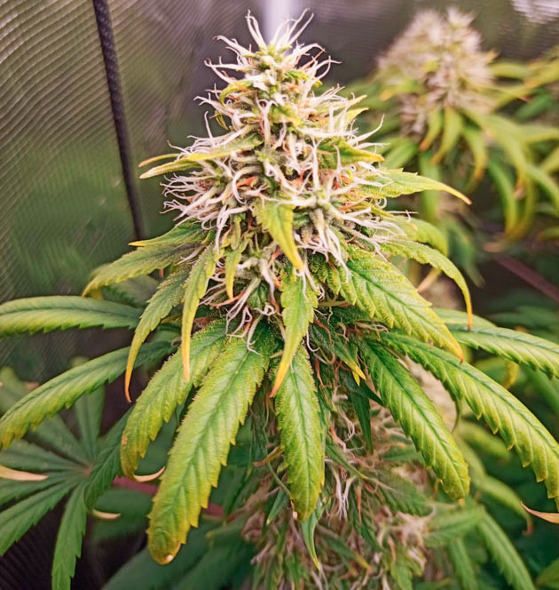 Куст Bruce Banner #3 на 14-15 неделе