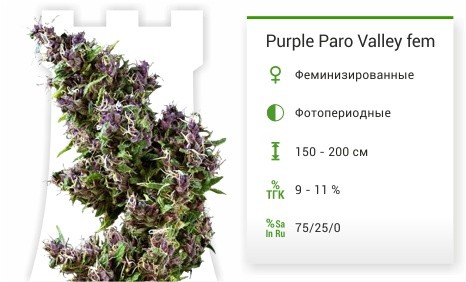 Purple Paro Valley fem