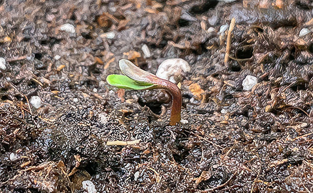 Проращивание