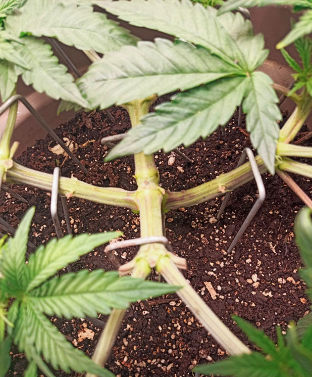 Куст Bruce Banner #3 от Herbies Seeds на 5 неделе