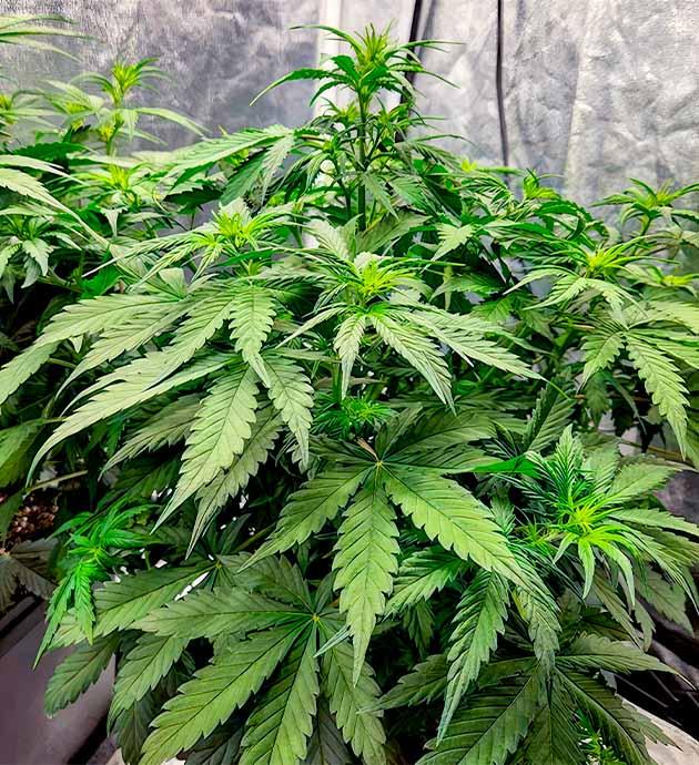 Куст Gorilla Punch Auto от FastBuds на 5 неделе