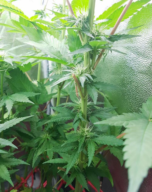 Куст ростом 45 см