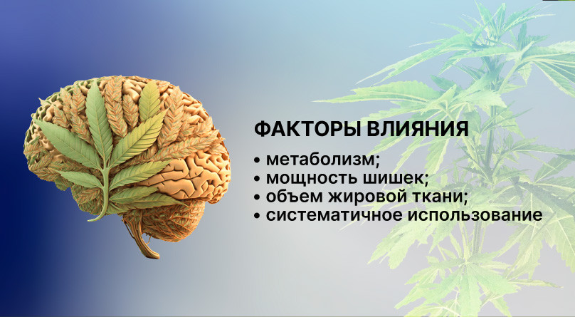 Индивидуальные факторы, влияющие на вывод каннабиса