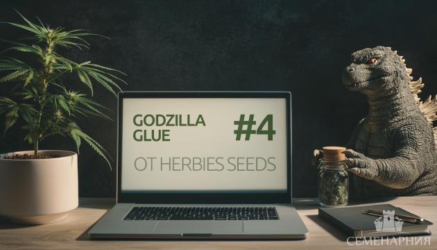 Гроурепорт сорта Godzilla Glue #4