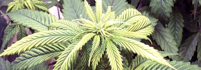 Макушка конопли побледнела