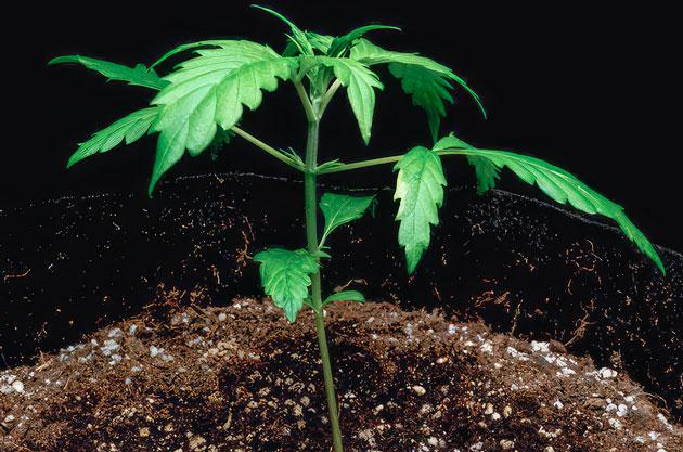 Росток Lemon AK Auto от FastBuds на 2 неделе