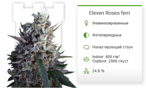 Eleven Roses fem от Delicious Seeds