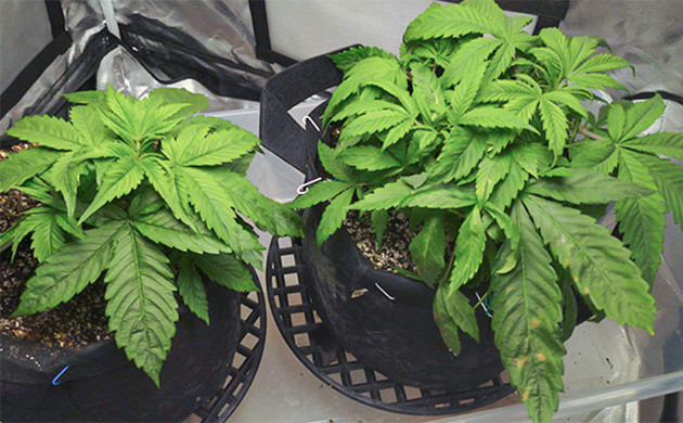 4 неделя выращивания