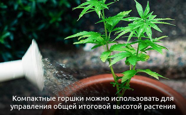 Объем горшков для конопли