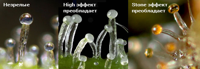 Как трихомы влияют на эффект марихуаны