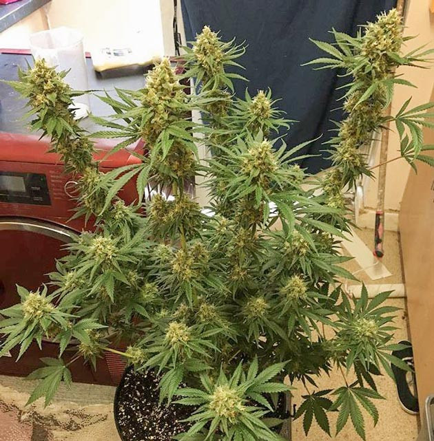 Куст перед харвестом