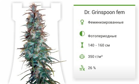 Dr. Grinspoon fem от Barney's Farm