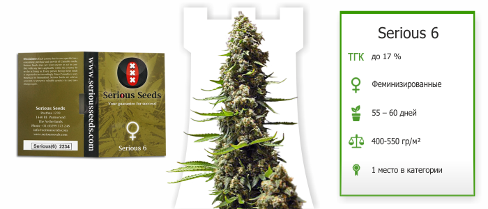 Сорт Serious 6