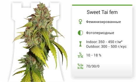 Sweet Tai fem от Sweet Seeds