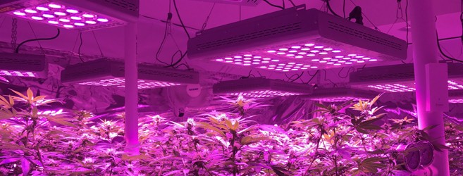 Освещение конопли