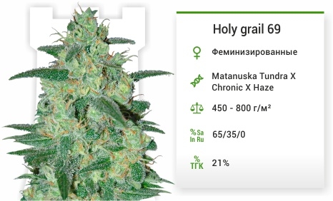 описание сорта Holy grail 69 