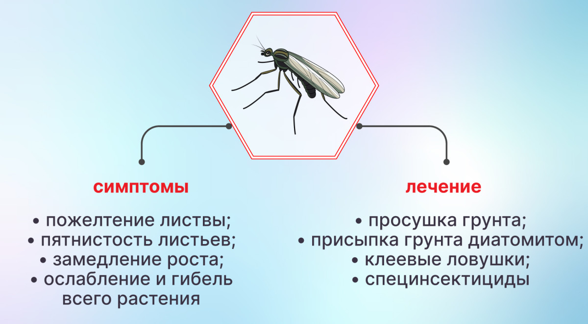 Грибные комарики на конопле
