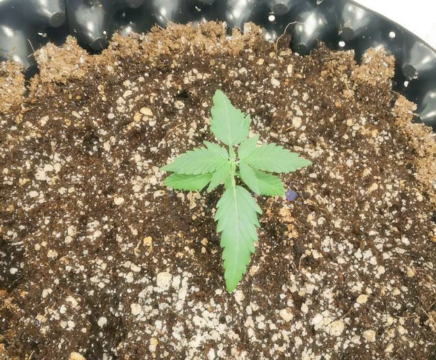 Росток Alpha 21 от AlphaFem Seeds