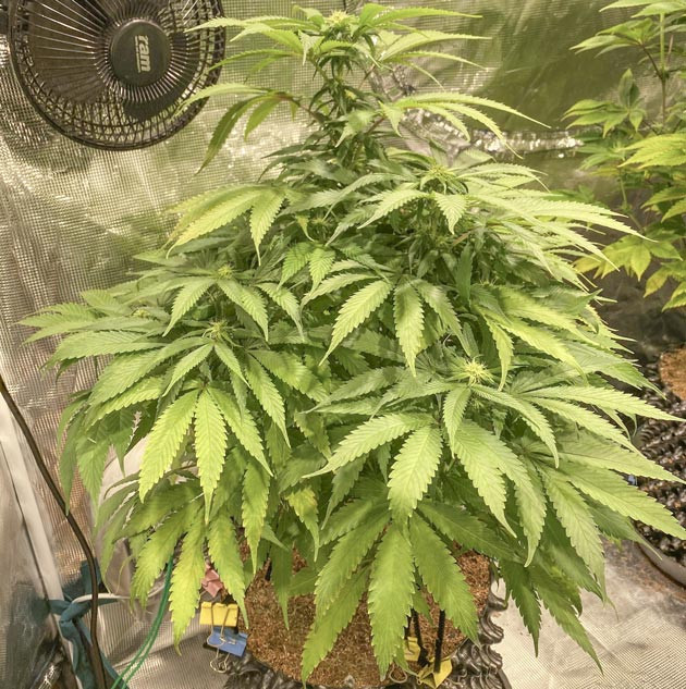 Куст Gorilla Glue #4 на 7 неделе