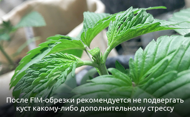 После FIM нельзя делать дополнительные манипуляции