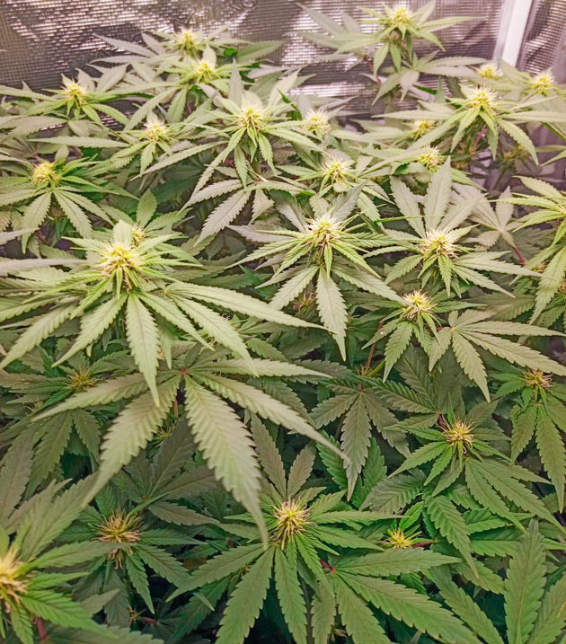 Куст Bruce Banner #3 на 10-11 неделе