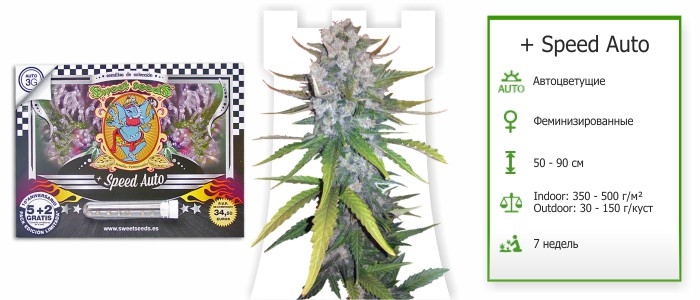 + Speed Auto