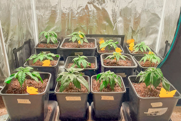 Росток Fullgas от Green House Seeds на 1-3 неделе