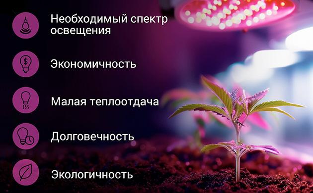 Основные преимущества LED-фитоламп