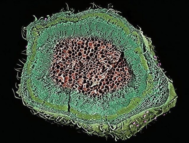 Стебель взрослого растения в разрезе